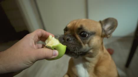 Haustierbesitzer,-Der-Französische-Bulldogge-Mit-Frischem-Grünem-Apfel-Füttert