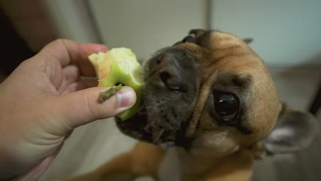 Bulldog-Francés,-El-Perro-Come-Una-Manzana-De-Tu-Mano,-Alimentando-Al-Perro-Con-Una-Manzana-Verde