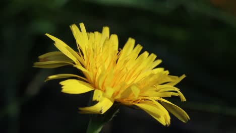 Closeup-of-Hawkweed-flower.-England.-UK