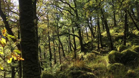 Temperate-rainforest-oak-woodland,-aerial-drone,-Ariundle,-Highlands-of-Scotland