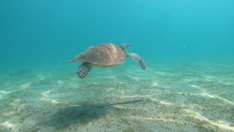 Close-up-diving-next-to-green-sea-turtle-swimming-slowly
