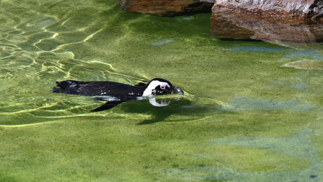 two-penguins-swim-and-pass-each-other-in-the-water-of-a-pond-in-a-zoo