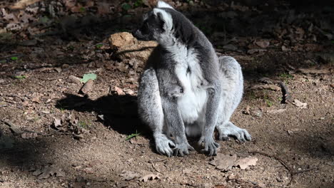 lemur-with-grey-fur-is-sitting-on-dirt-in-a-forest-and-looks-around-him,-zoo-observation