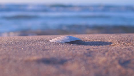 White-seashell-on-the-white-sand,-trash-and-waste-litter-on-an-empty-Baltic-sea-beach,-environmental-pollution-problem,-golden-hour-light-on-evening,-closeup-shot