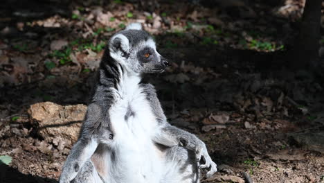 a-lemur-is-sitting-on-the-ground-in-a-forest,-zoo-park