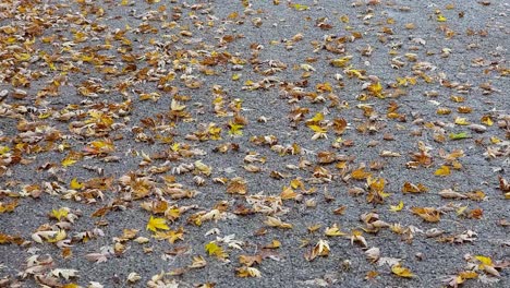 Anonymous-Person-Walking-On-Yellow-Autumn-Leaves-On-Ground