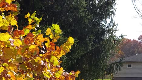 Schöner-Kontrast-Von-Gelben-Herbstblättern-Neben-Grünem-Baum-Im-Haushof