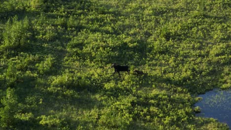 Female-moose-walks-through-marsh-with-her-calf-Slow-Motion-aerial