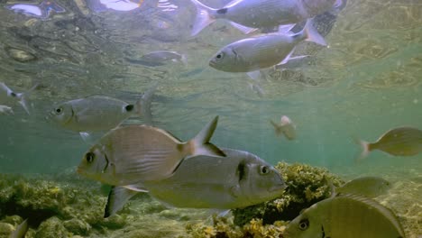 Undersea-view-of-solitary-sea-bream-fish-swimming-in-shallow-water