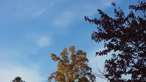 Low-Angle-Shot-Of-Trees-In-Autumn-Season,-Under-Blue-Sky