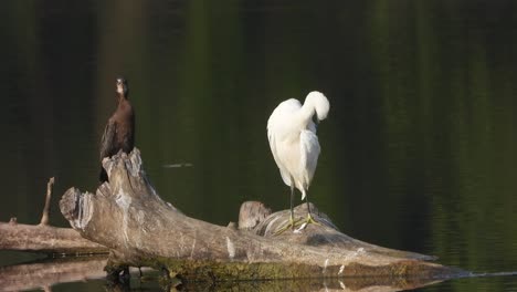 Cormorant-and-heron-in-pond---water-