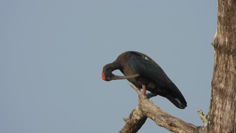 Red-naped-ibis-in-pond-area---tree-