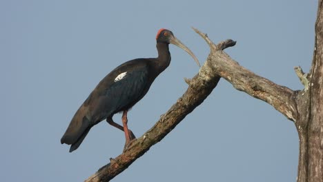 Red-naped-Ibis-in-tree---relaxing-