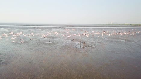Aerial-view-of-flamingos-flying-in-Mumbai,-India