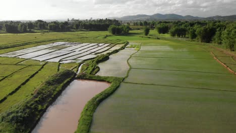 4K-Aufnahmen-Eines-Fluges-über-Wunderschöne-Reisfelder-In-Einem-Ruhigen-Tal-In-Laos,-Südostasien,-Mit-Bewölktem-Himmel-Und-Grünen-Bergen-Am-Horizont