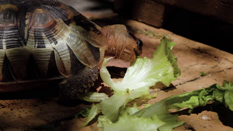 Nahaufnahme-Einer-Gewinkelten-Schildkröte,-Die-Salat-Isst---Große-Bisse-Nehmen-Und-Die-Zunge-Benutzen