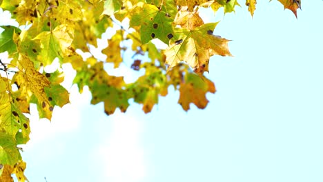 Leuchtend-Gelbe-Herbstahornblätter-Mit-Dunkelbraunen-Flecken,-Ahornkrankheit