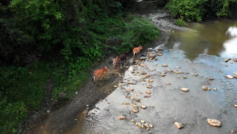 4k-footage-of-a-family-of-cows-walking-along-a-stream-in-rural-Laos,-Southeast-Asia