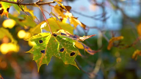 Yellow-maple-tree-leaf-with-black-spots-of-disease-on-sunny-day,-close-up