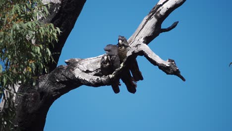 Pair-of-Forest-Red-tailed-Black-Cockatoos-with-fledgling
