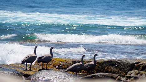 Cape-Barren-Geese-flock-with-on-rocky-shore-with-breaking-waves