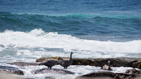 Cape-Barren-Geese-swept-off-a-rocky-shore-by-a-breaking-wave