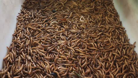 Mealworms-in-a-plastic-box.-Close-up
