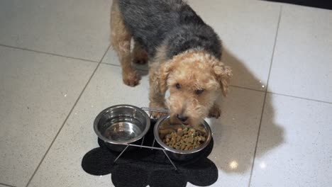 Terrier-dog-eating-his-dry-kibble-food-from-bowl-or-dish