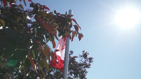Close-up-shot-of-Canadian-flags