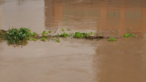 Flowing-muddy-water-with-plant-debris
