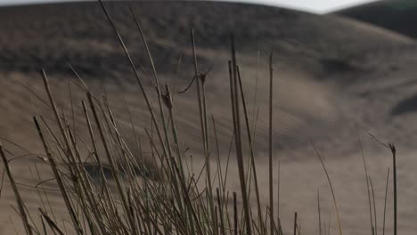 A-desert-plant-blowing-in-the-wind-with-sand-dunes-in-the-background