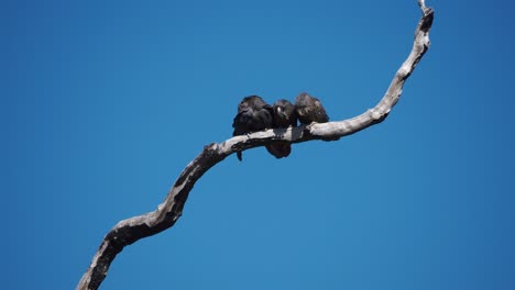 Pair-of-Forest-Red-tailed-Black-Cockatoos-with-fledgling