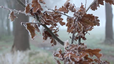 Grüne-Winterblätter-Bei-Eisigen-Temperaturen