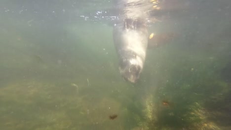 Seal-pup-swimming-in-the-shallows-of-a-rock-pool