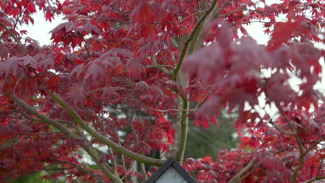 Panning-down-to-birdhouse-hanging-on-Japanese-Maple-tree-branch-in-the-breeze