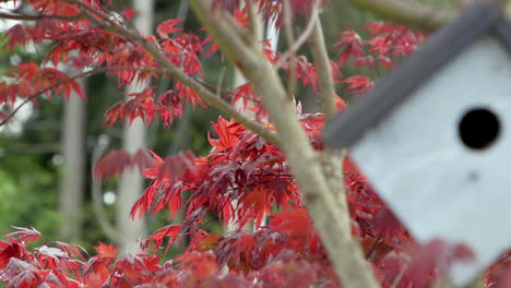 Panning-left-to-right-to-birdhouse-hanging-on-Japanese-Maple-tree-branch-in-the-breeze