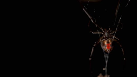 Giftige-Spinne-Mit-Rotem-Rücken,-Die-Im-Netz-Aufgehängt-Ist