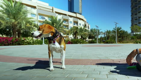 Beagle-Hund-Schläfrig-In-Der-Sonne
