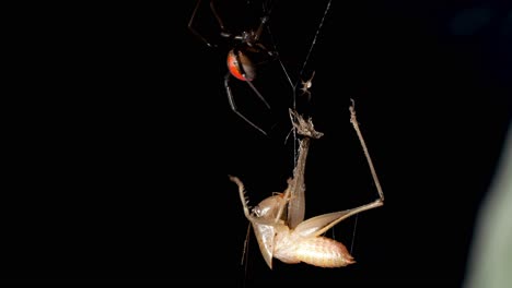 Venomous-red-back-spider-with-juvenile-suspended-above-cricket-prey