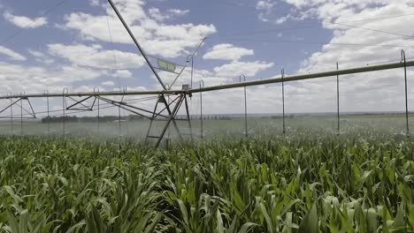 Drohne-Erfasst-Bewässerungssystem-Auf-Einem-Maisfeld