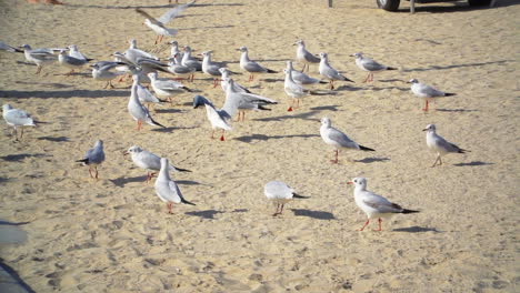 A-colony-of-seagulls-on-the-beach-waiting-to-be-fed