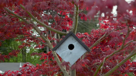 Panning-down-to-birdhouse-hanging-on-Japanese-Maple-tree-branch-in-the-breeze