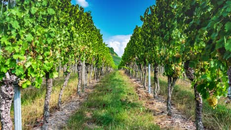 Zoom-in-on-the-vineyard