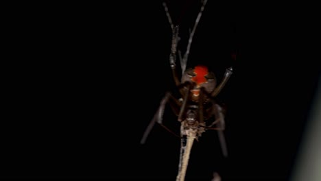 Red-back-spider-biting-and-injecting-venom-into-prey