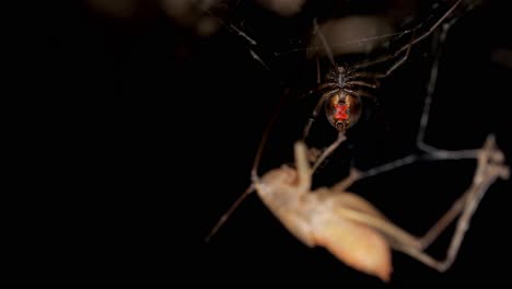 Araña-Trasera-Roja-Suspendida-En-La-Web-Con-Presa-Muerta-En-Primer-Plano-Desenfocado