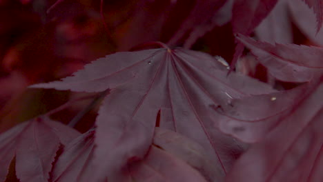 Japanese-maple-tree-leaves.-Closeup-1.-5sec-60fps