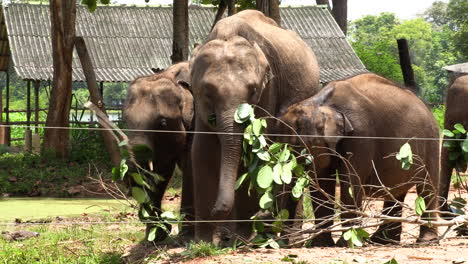 Group-of-Elephants-in-Sri-Lanka