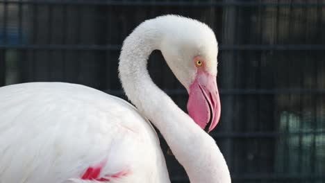 Greater-flamingo-in-its-beauty-standing-in-the-sun