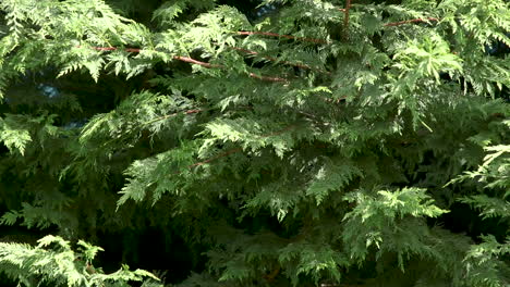 Evergreen-Arborvitae-tree-branches