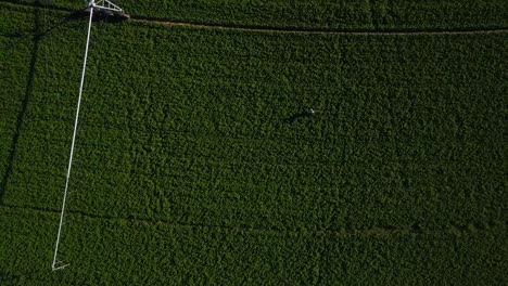 Drone-shot-of-a-Farmer-walking-in-a-land-of-Lucerne-